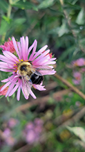 common eastern bumble bee 29