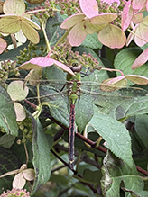 common green darner 28