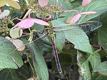 common green darner 29