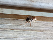 Click to enlarge common willow calligrapher beetle 07