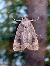 Click to enlarge copper underwing 08