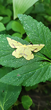 crocus geometer moth 05
