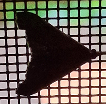 dark-spotted palthis 05