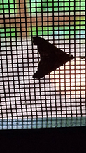 dark-spotted palthis 06