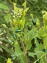 dogbane beetle 05