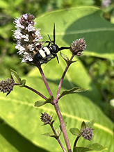 double-banded scoliid wasp 16