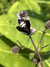 double-banded scoliid wasp 17