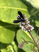 double-banded scoliid wasp 18