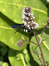 double-banded scoliid wasp 19