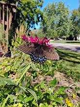 Click to enlarge Eastern Tiger Swallowtail 78