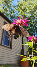 Click to enlarge Eastern Tiger Swallowtail 79