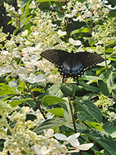 Click to enlarge Eastern Tiger Swallowtail 80