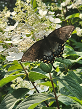 Click to enlarge Eastern Tiger Swallowtail 81