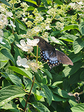 Click to enlarge Eastern Tiger Swallowtail 82