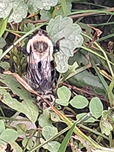 Click to enlarge eastern yellow-backed laphria 11