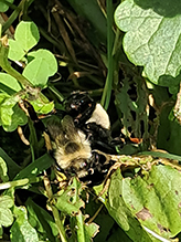 Click to enlarge eastern yellow-backed laphria 12