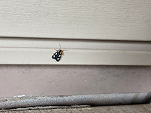 Click to enlarge eight-spotted forester moth 05