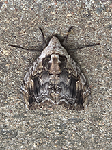 elm sphinx - Featured photo