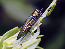 Click to enlarge emerald ash borer 04
