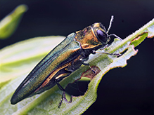 emerald ash borer - Featured photo