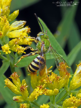 fine striped sweat bee 03