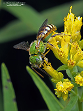 fine striped sweat bee 04