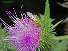 fine striped sweat bee 05