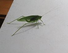 fork-tailed bush katydid 09