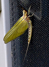 Click to enlarge giant mayfly 05