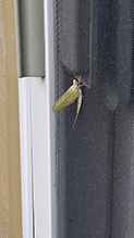 Click to enlarge giant mayfly 06