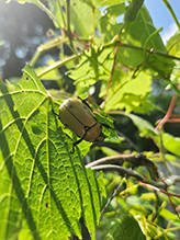 grapevine beetle 05