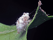 green lacewing (family Chrysopidae) 03