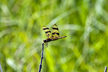 Halloween pennant 03