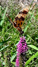 Halloween pennant 11