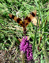 Halloween pennant 12