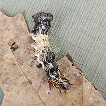 Harris’s three-spot - Featured photo
