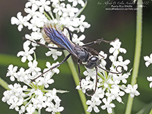 half-belted blue-black spider wasp 03
