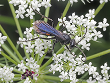 half-belted blue-black spider wasp 04