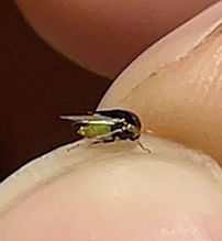honeylocust treehopper - Featured photo