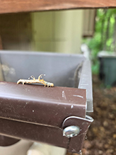 Click to enlarge horned spanworm moth 05