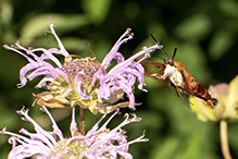 Click to enlarge hummingbird clearwing 29