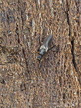 hybotid dance fly (Tachypeza sp.) 01