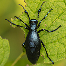 impressive meloine beetle - Featured photo
