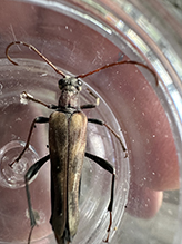 Click to enlarge ladder-marked longhorn beetle 03