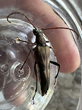 Click to enlarge ladder-marked longhorn beetle 05