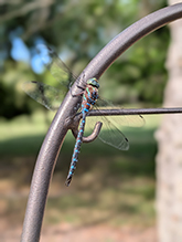 Click to enlarge lance-tipped darner 08