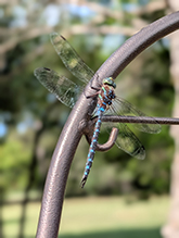 Click to enlarge lance-tipped darner 09