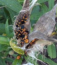 Click to enlarge large milkweed bug 13