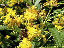 leafcutter, mortar, or resin bee (Megachile sp.)