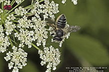 leafcutter, mortar, or resin bee (Megachile sp.)